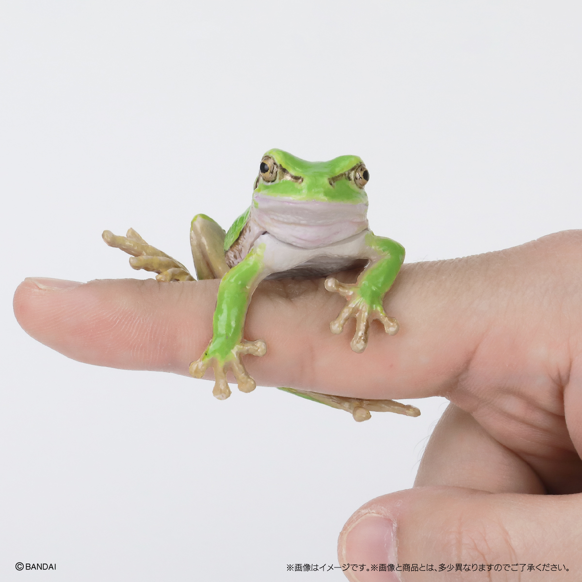 6月预售万代扭蛋生物大图鉴树蛙牛奶树蛙青蛙绕指抱手指-图1