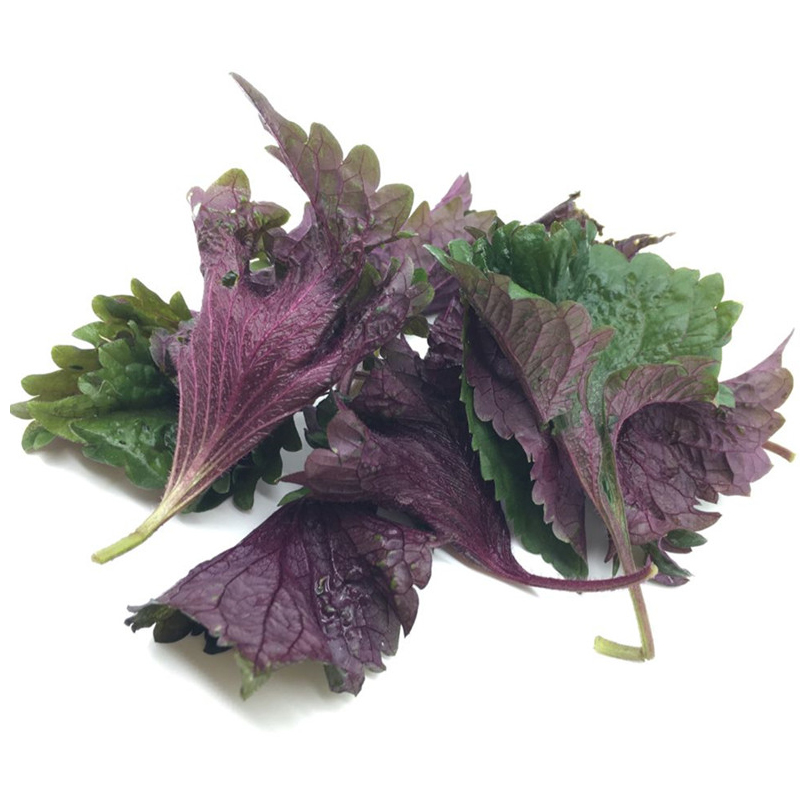 农家紫苏苗20棵带根带土发 农家现摘皱叶苏苗盆栽浓香可食用,淘宝优惠券,粉丝福利购,淘宝优惠卷