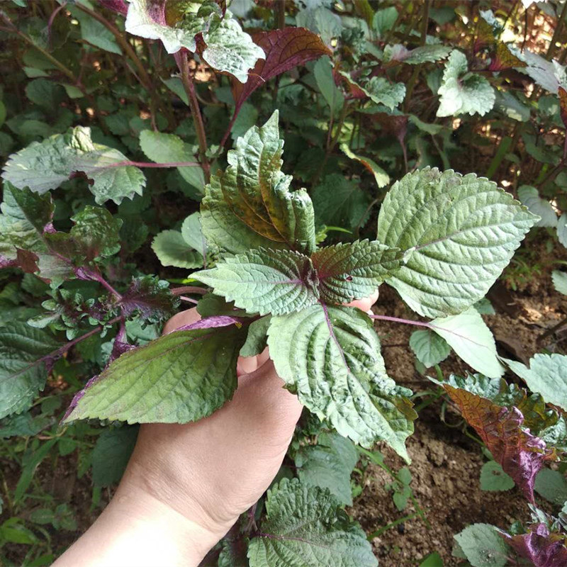 农家紫苏苗20棵带根带土发 农家现摘皱叶苏苗盆栽浓香可食用,淘宝优惠券,粉丝福利购,淘宝优惠卷