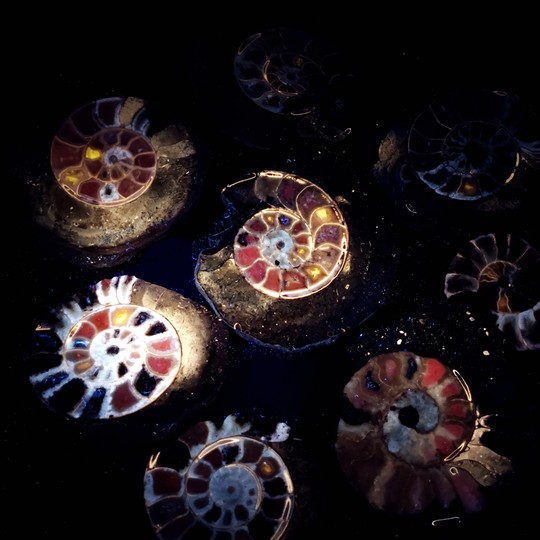 Nigerian Ammonite Slices Home Decor Collection