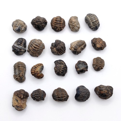 摩洛哥星星海百合茎天然菊石化石三叶虫化石海洋生物化石科普标本 - 图1