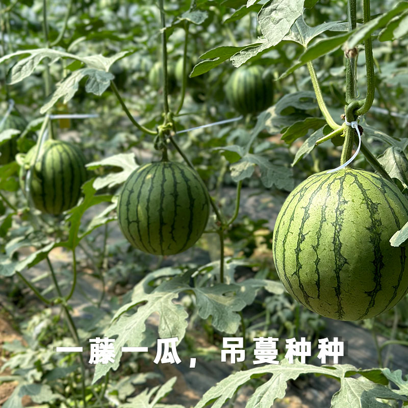 池见 新鲜水果头茬冰淇淋西瓜黄心皮薄脆甜黄肉黄西瓜小孩孕妇食,淘宝优惠券,粉丝福利购,淘宝优惠卷