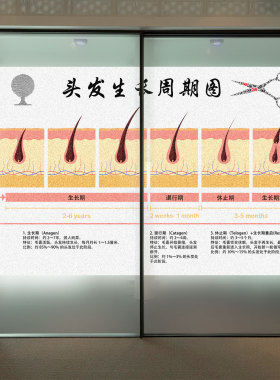 美容院头发生长周期玻璃贴