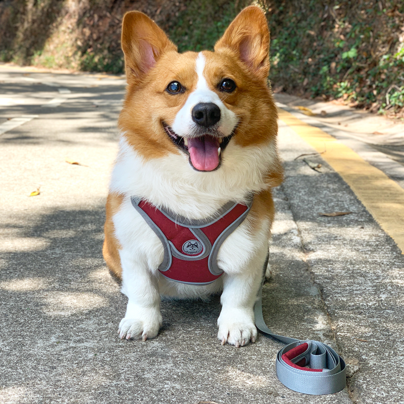 背心式狗狗牵引绳柯基小型犬比熊柴犬胸背带小狗幼犬遛狗绳狗链子 - 图1