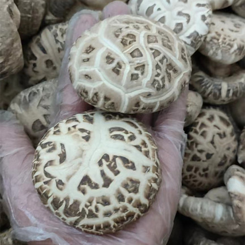 特产大花菇500g香菇4-8-10cm天白冬菇干货楼商用农家上食用菌蘑菇 - 图2