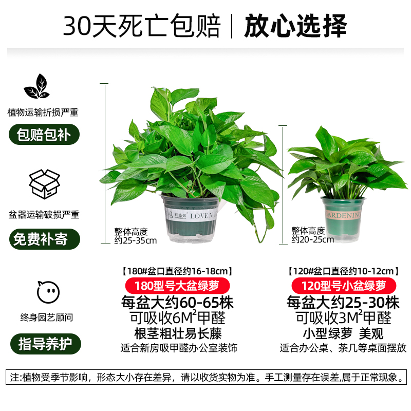 绿萝盆栽室内大盆自动吸水绿箩植物室内吸甲醛水培养绿植净化空气