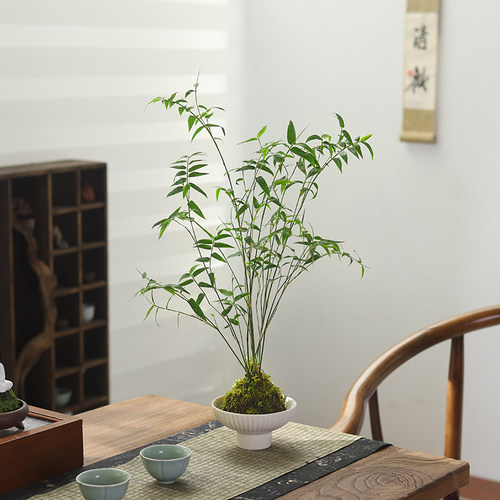 小叶米竹子盆栽植物客厅办公室内四季好养观叶绿植茶几桌面盆景 - 图1
