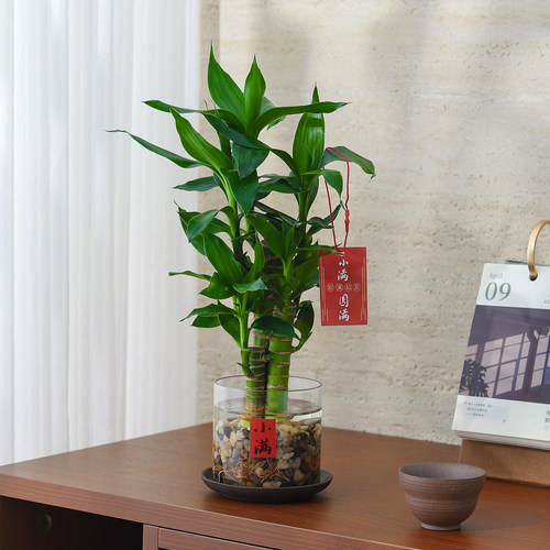 富贵竹盆栽室内客厅绿植花卉懒人好养水培植物办公室工位桌面盆景 - 图0