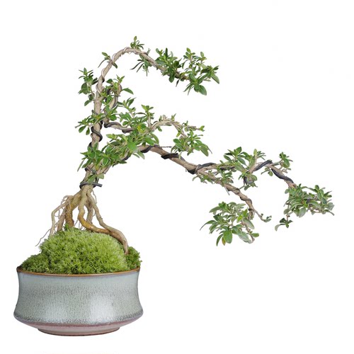 六月雪真盆景室内悬崖式植物造型摆件中式茶室阳台绿植花卉盆栽 - 图3