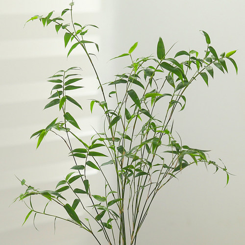 小叶米竹子盆栽植物客厅办公室内四季好养观叶绿植茶几桌面盆景 - 图2
