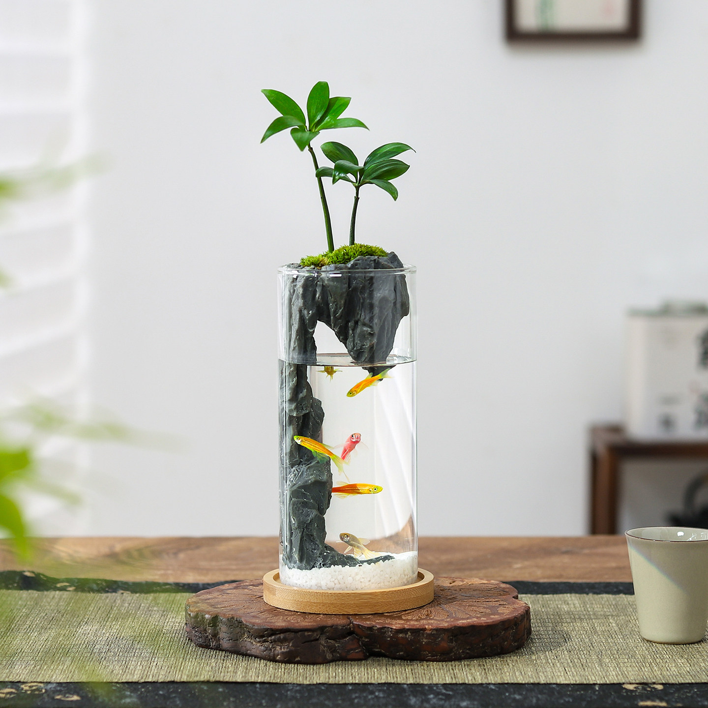 狼尾蕨盆栽室内迷你微景观生态瓶小鱼缸办公桌面绿植好养活送礼物,淘宝优惠券,粉丝福利购,淘宝优惠卷