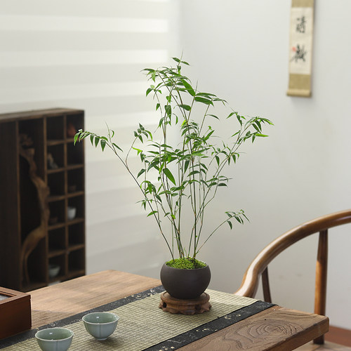 小叶米竹子盆栽植物客厅办公室内四季好养观叶绿植茶几桌面盆景 - 图0