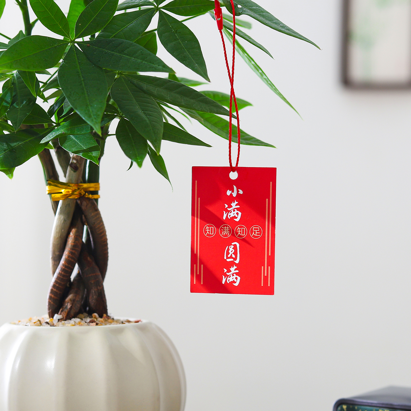 发财树盆栽室内客厅绿植办公室桌面四季好养活花卉招财运绿植盆栽 - 图2