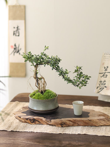 六月雪真盆景室内悬崖式植物造型摆件中式茶室阳台绿植花卉盆栽 - 图1