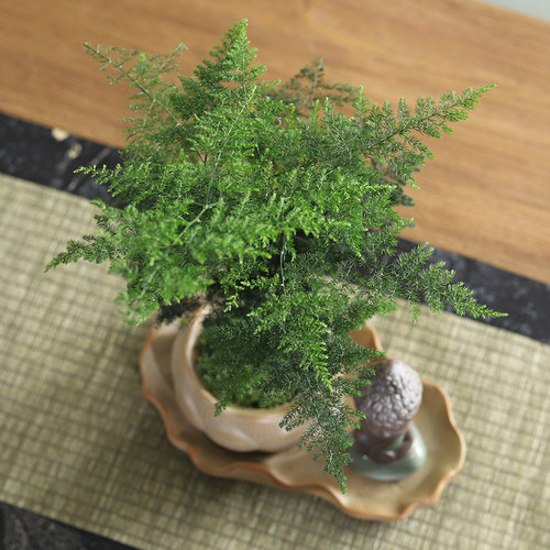 文竹盆栽室内好养活盆景中式禅意植物办公室桌面净化空气观叶绿植 - 图2