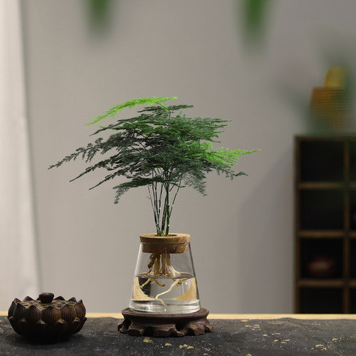 文竹水培植物绿植办公室内水养绿萝花卉客厅桌面盆栽四季水生好养 - 图0