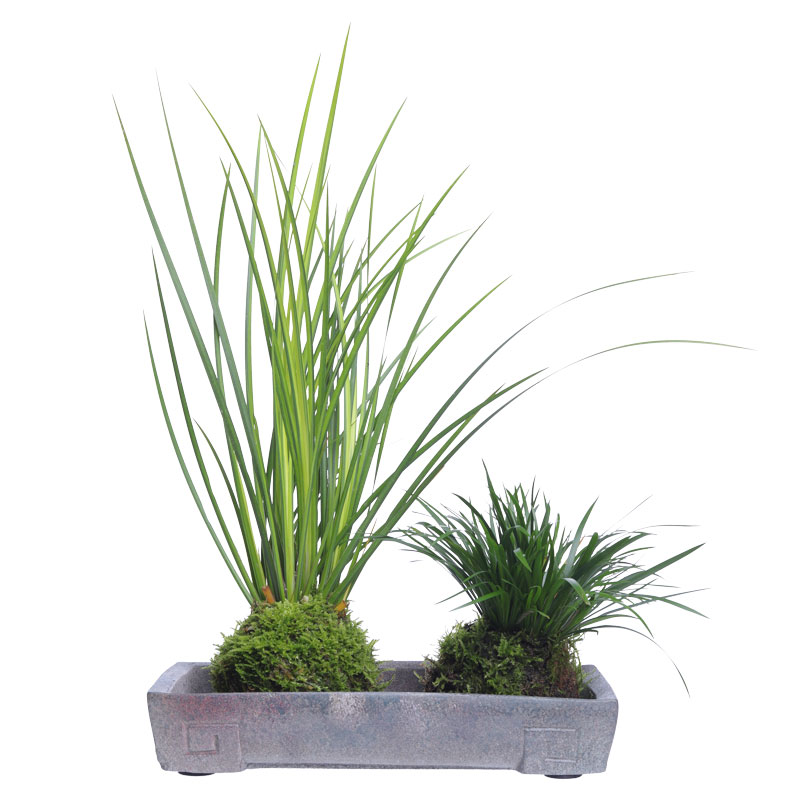 苔玉苔藓球金钱胧月菖蒲茶桌办公室禅意中式绿植盆栽水培净化空气,淘宝优惠券,粉丝福利购,淘宝优惠卷