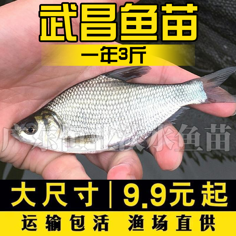 武昌鱼苗淡水养殖食用扁鱼苗活体三角鲂团头鲂边鱼苗超好养鳊鱼苗 - 图3