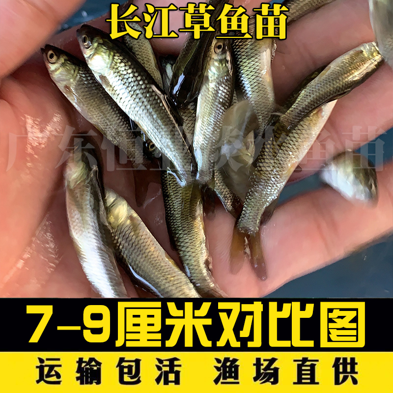 土鲮鱼小鱼苗活体饲料鱼麦穗鱼活鱼喂鳜鱼乌龟喂金龙桂花鲈鱼龟粮-图2