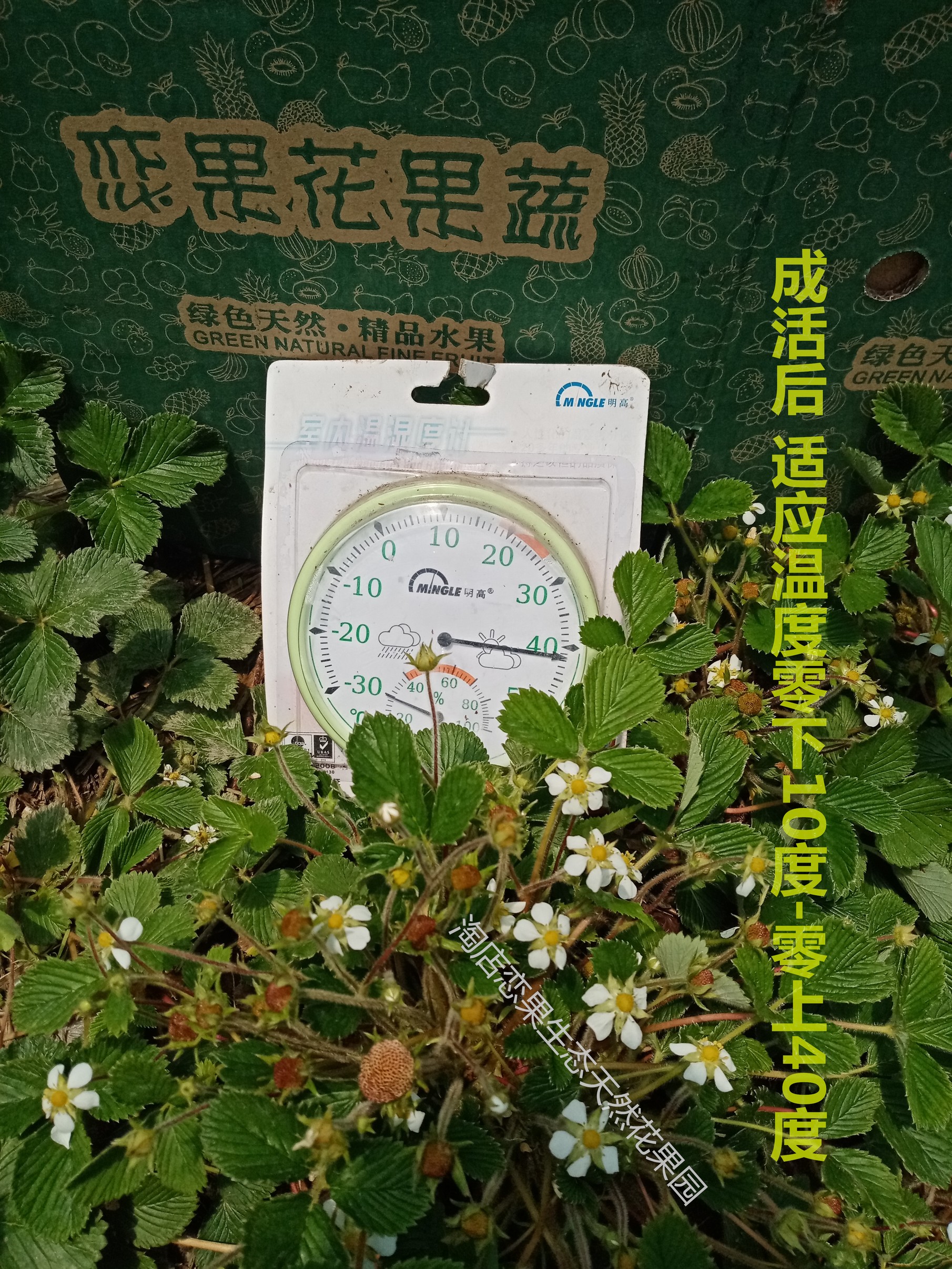 香甜野生白泡儿苗苗盆栽花果期水蜜桃味儿绿植植物浇水即活好养易 - 图0