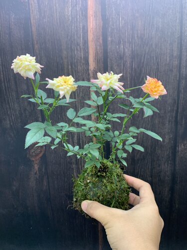苔藓球姬月季迷你小月季花盆栽微型超微月季文心兰石斛兰阳台花卉 - 图1