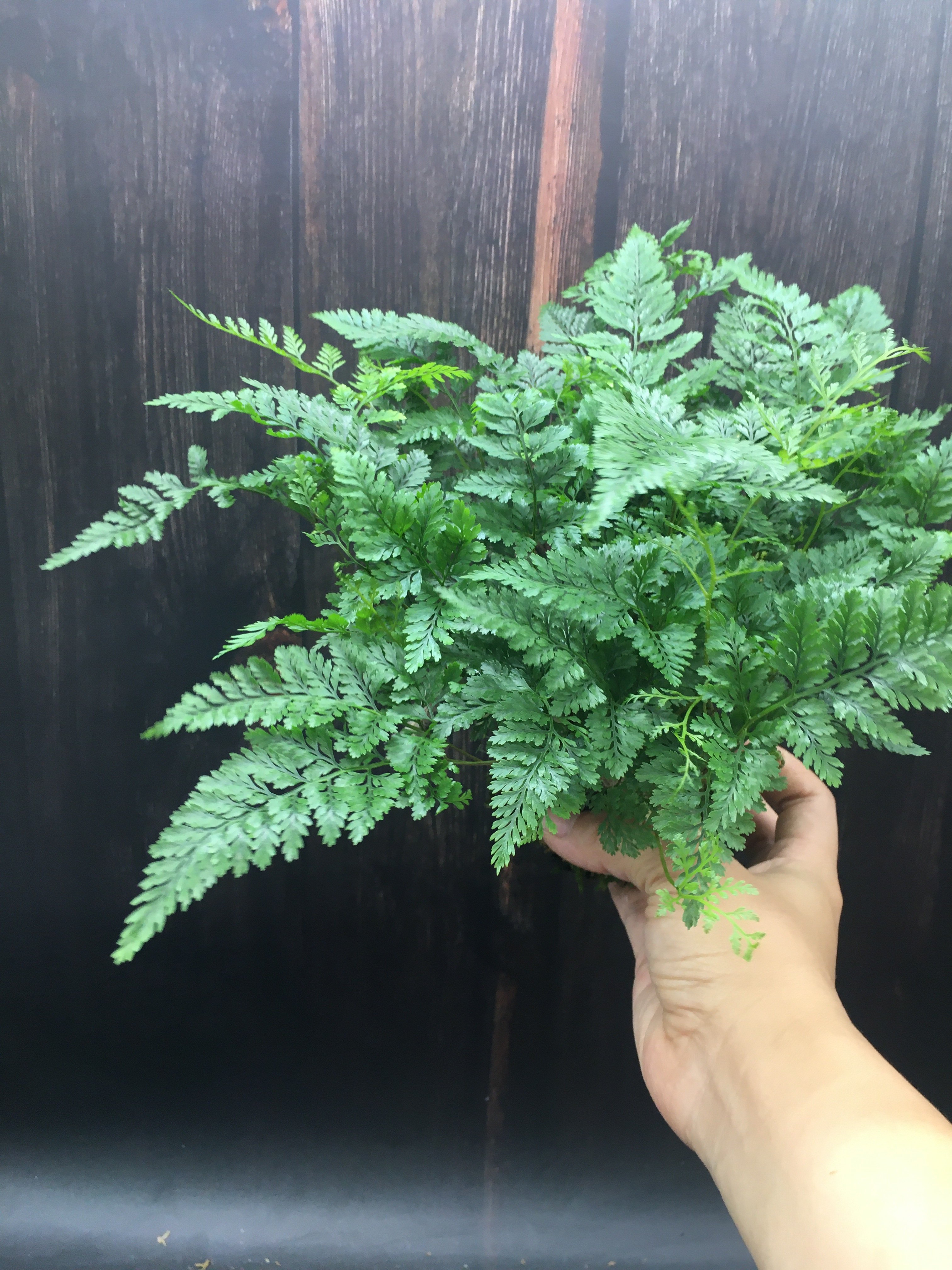 狼尾蕨盆栽蕨类老桩盆景小苗植物造型水培绿植室内好养苔玉苔藓球,淘宝优惠券,粉丝福利购,淘宝优惠卷