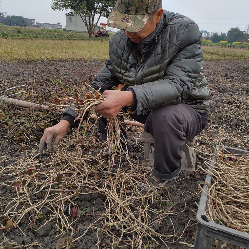 鱼腥草新鲜 嫩根折耳根新鲜猪鼻孔节节根四川特产凉拌现挖2斤包邮 - 图0