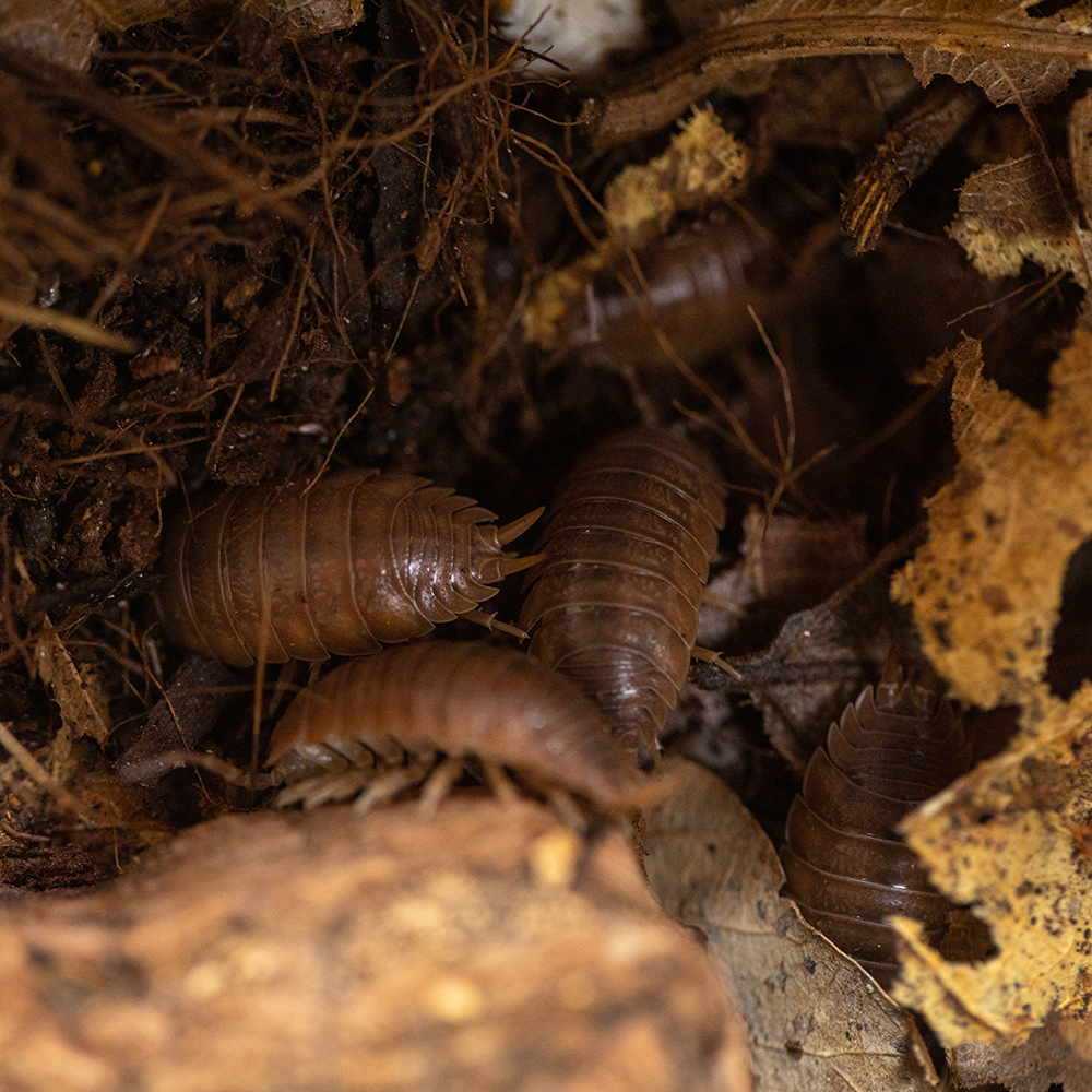 橘色光滑鼠妇Porcellio laevis orange潮虫西瓜虫宠物一组10只-图0