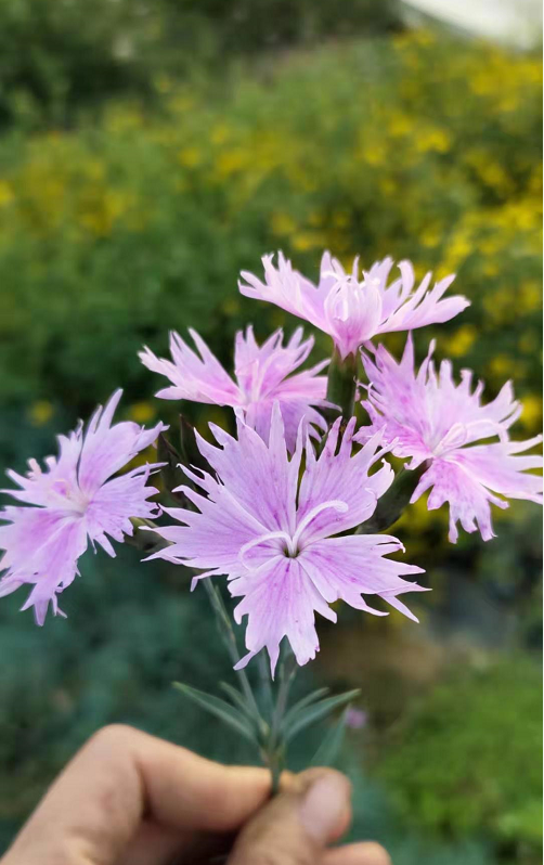 蓝灰石竹盆栽苗香石竹多年生常绿植物庭院花卉耐寒耐热花镜绿植-图2