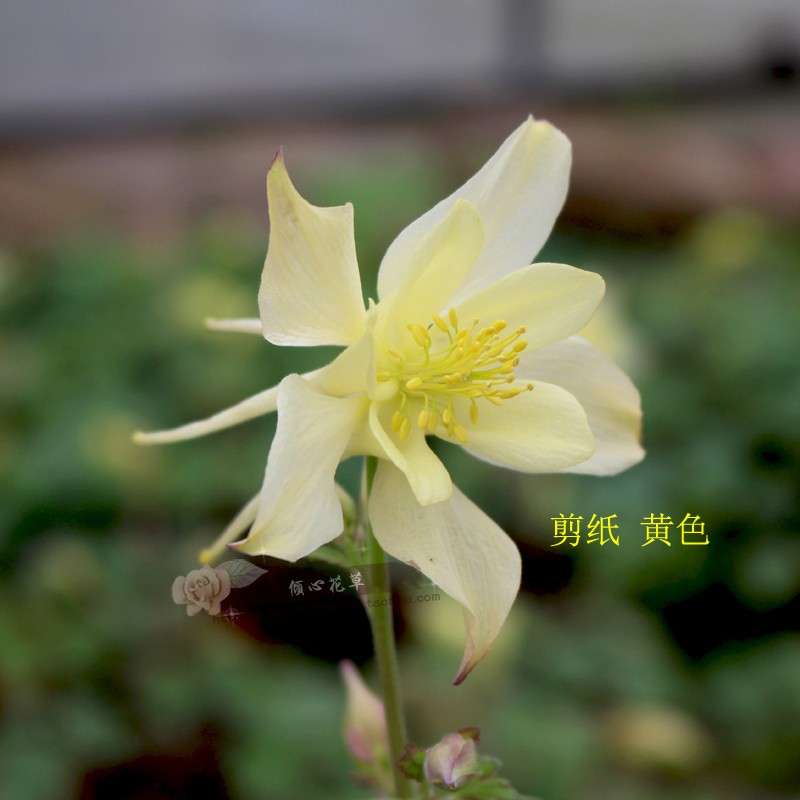 大花耧斗菜花苗 剪纸系列漏斗菜盆栽 阳台庭院花卉植物 自产自销 - 图1