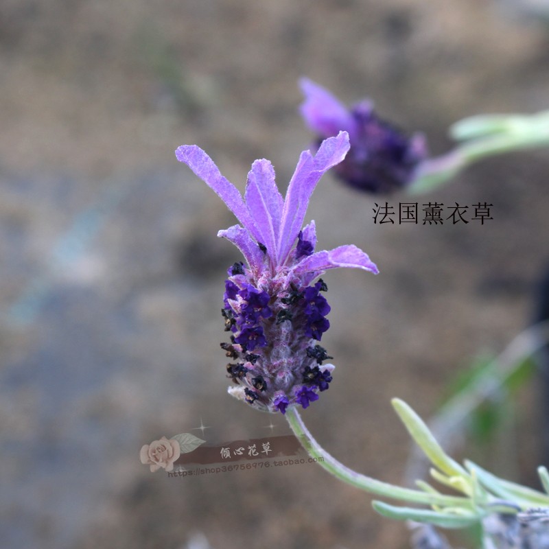 薰衣草苗 甜薰衣草 齿叶薰衣草 阔叶薰衣草 叶子香香草花卉盆栽苗 - 图1