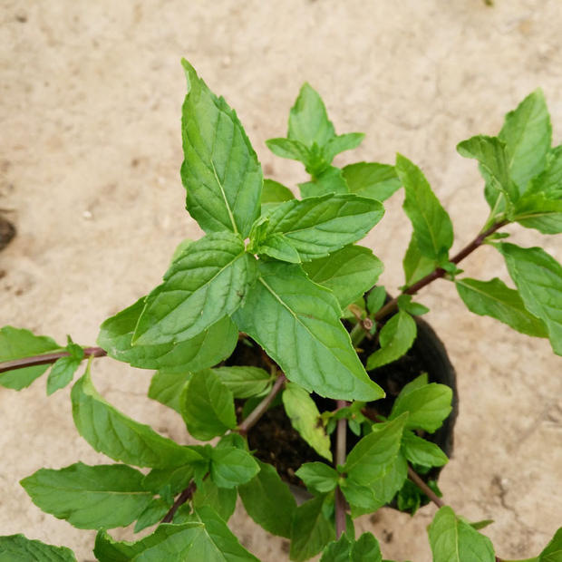 食用小叶十香菜盆栽苗石香菜香草盆栽植物带原土发货河南特产-图1