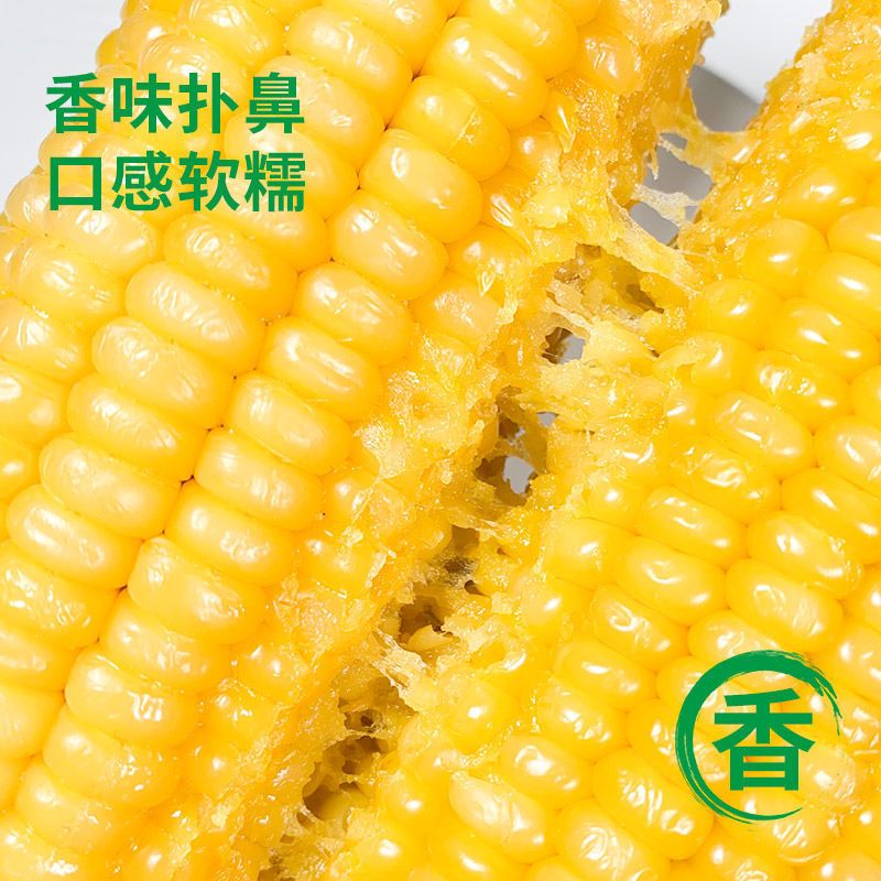 【特价抢购】玉米新鲜糯玉米甜糯玉米棒真空非转基因厂家直销 - 图3