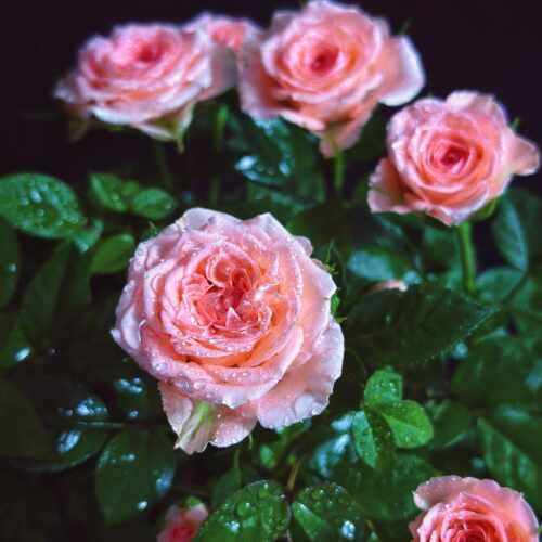 欧月盆栽仙度瑞拉月季玫瑰盆栽带花发多年生木本花卉花期长室内外 - 图3