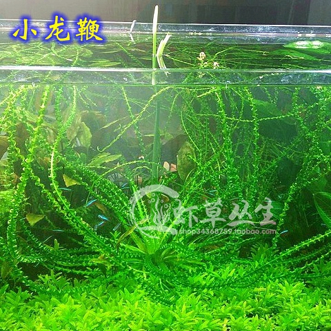 小龙鞭水草/小喷泉草/波浪细叶龙鞭草/水草造景/后景草/水中叶-图1