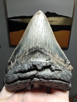 Giant Tooth Shark Tooth Fossil Shark Tooth Fossil Fossilized handlebar piece pendant adornment pendulum piece