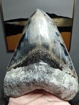 Giant Tooth Shark Tooth Fossil Shark Tooth Fossil Ancient Biofossil Kop Fossil High Gear Gift Collection