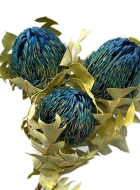 进口永生干花班克木帝王花软装花店家居装饰样板房售楼处桌面摆设