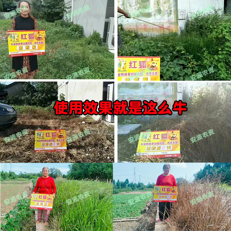 农药杀节节草药笔筒草克星除草剂草甘膦死草烂根剂红狐二甲草甘磷 - 图1