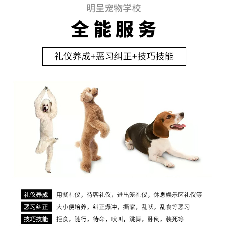 上海训犬学校狗狗学校高级训犬师上门一对一指导上门训犬量身定制-图2