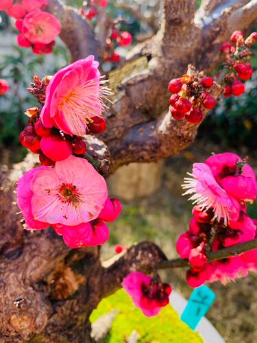 鑫之炎/原生梅花红梅骨里红老桩盆景办公桌茶台庭院花园盆景盆栽-图2