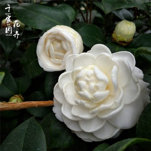 【东方亮】茶花水晶白大茶树美人片纯白茶花盆栽山茶花卉绿植 - 图1