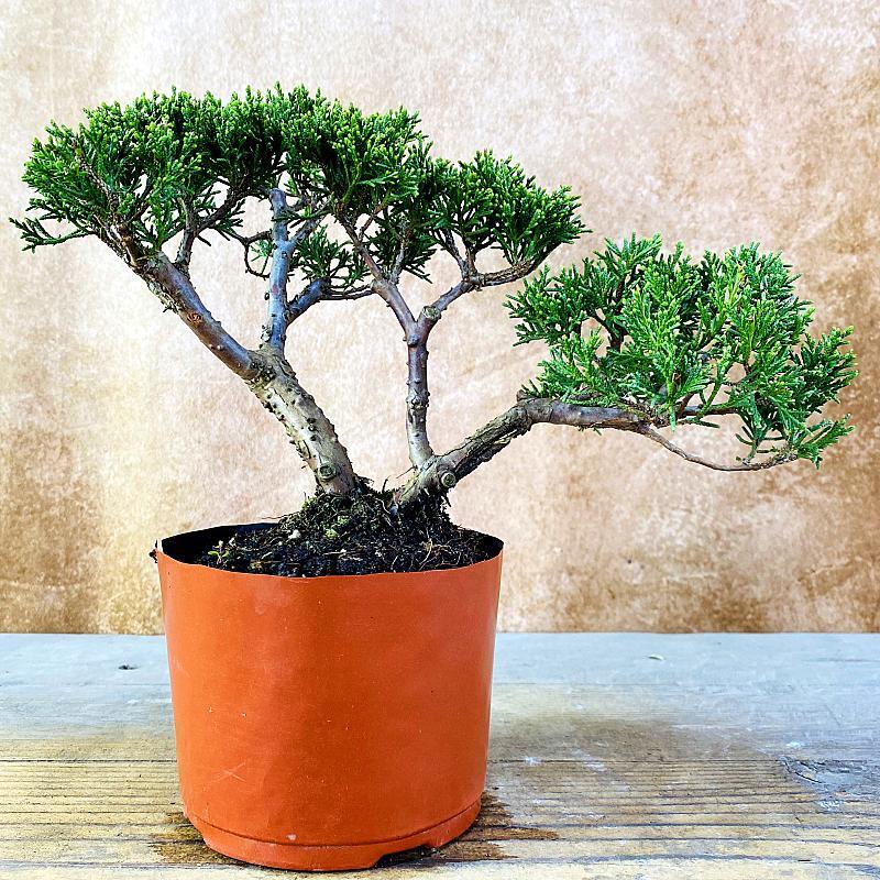一物一拍济州真柏盆景稀有植物盆栽松柏高档绿植桌面阳台盆栽摆件,淘宝优惠券,粉丝福利购,淘宝优惠卷