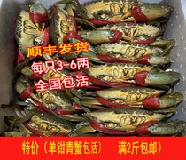 (fresh and green crab) wild green crab large meat crab sea crab live crab red sturgeon (full 2 catties)
