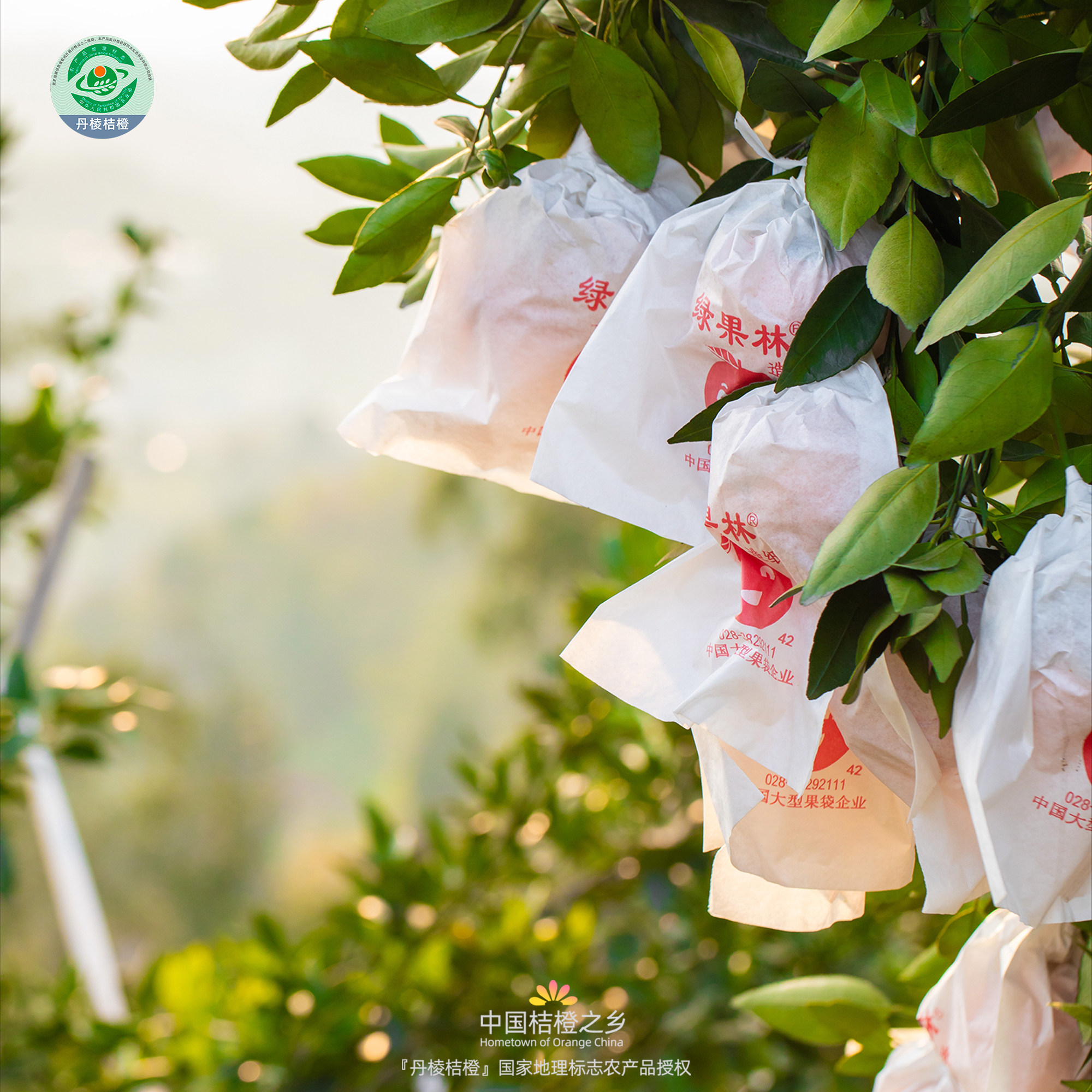 【顺丰快递】核心产区丹棱甘平皇后大橘子新鲜水果现摘礼盒10斤,淘宝优惠券,粉丝福利购,淘宝优惠卷