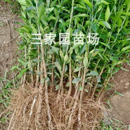 香橙苗 香橙芽苗 香橙砧木苗 正宗小叶软枝香橙实生苗小叶香橙苗 - 图1