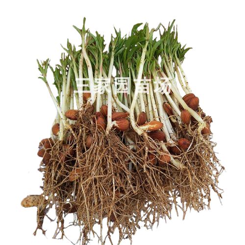 毛桃苗毛桃芽苗毛桃实生苗桃树苗毛桃小苗桃李嫁接砧木桃树苗幼苗 - 图3