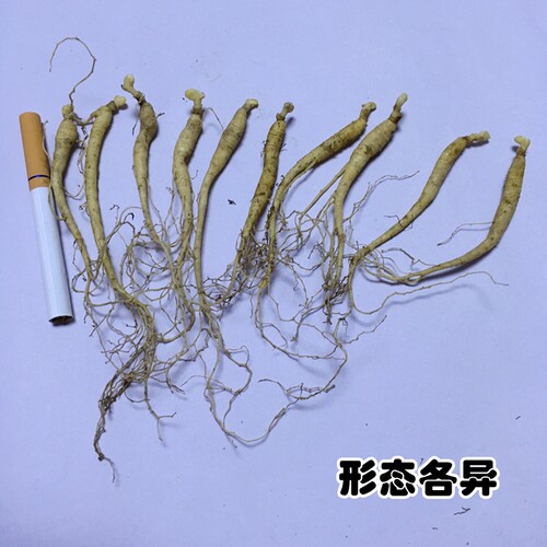 长白山人参人参苗人参种子人参盆栽盆景东北人参吉林人参苗人参种 - 图0