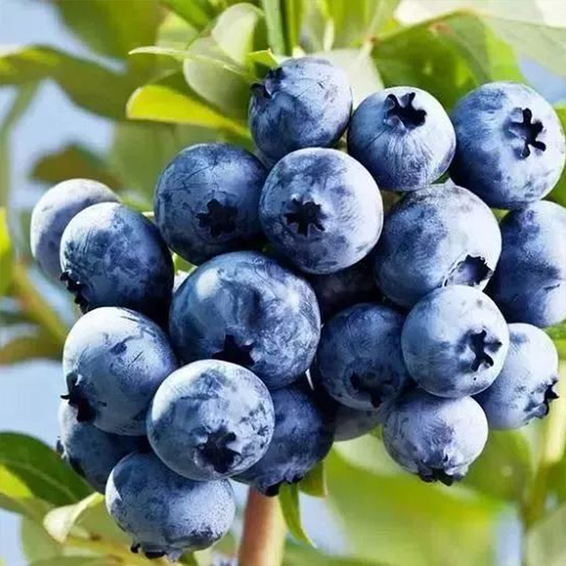 特大蓝莓树果苗盆栽地栽带果发货南北方种植奥尼尔蓝莓苗当年结果,淘宝优惠券,粉丝福利购,淘宝优惠卷