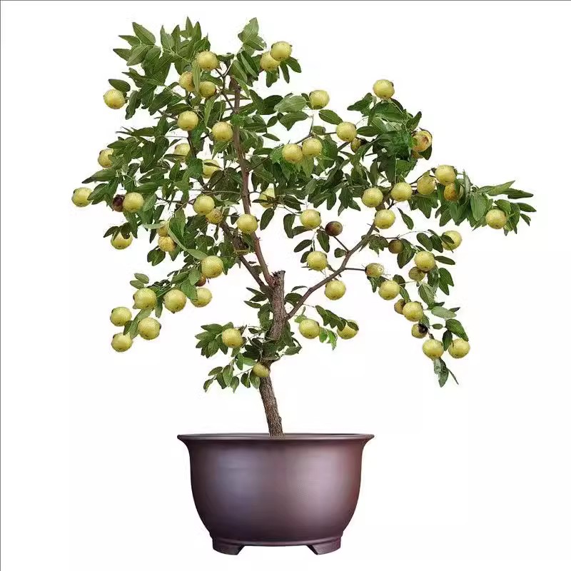图5